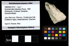 Foto (Objekt + Etiketten) von Goniodromites bidentatus (Reuss, 1858) 